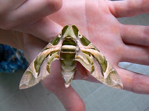Réf. 190 728 : Daphnis nerii